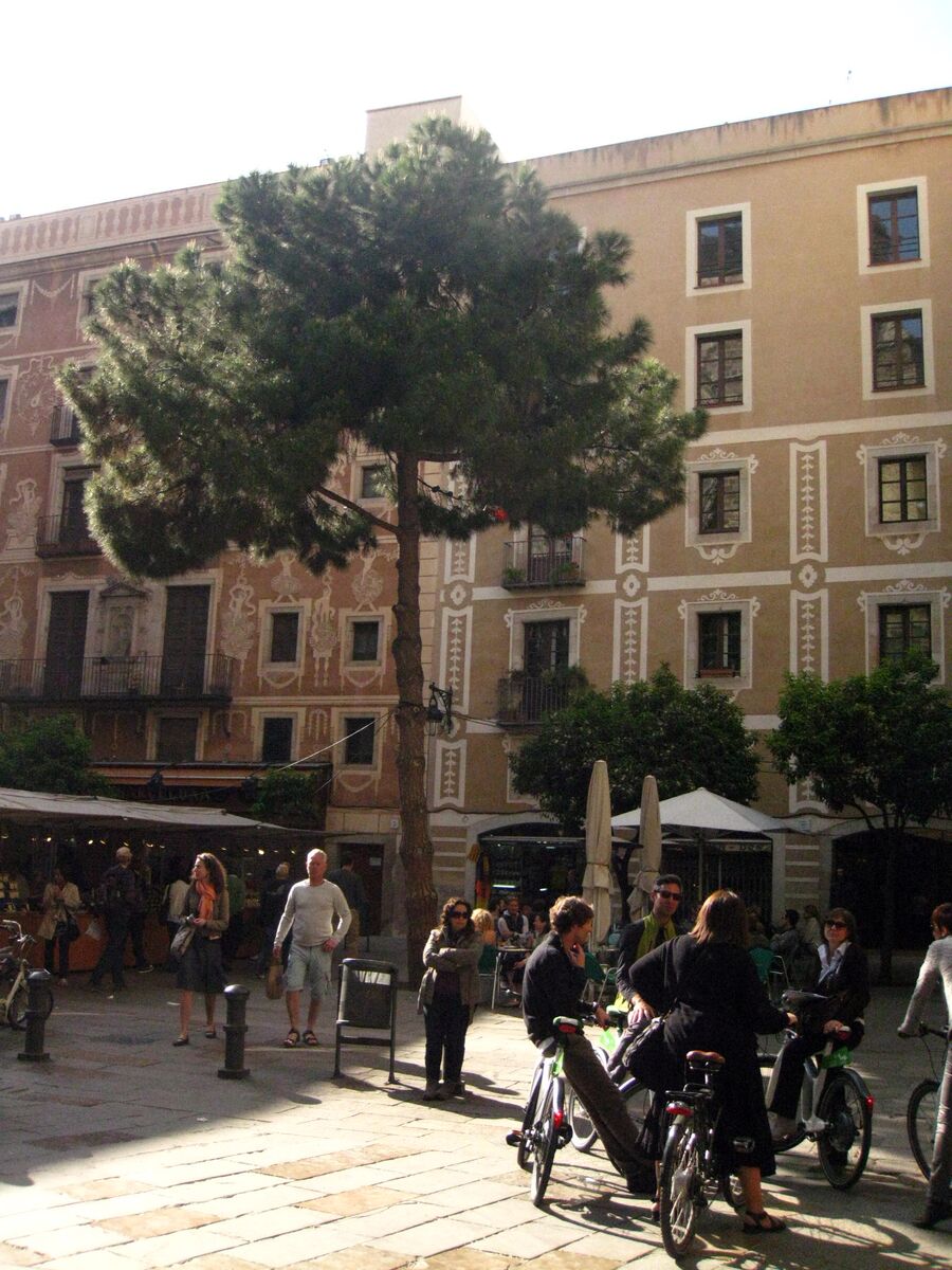El pino de la plaça del Pi, en Barcelona